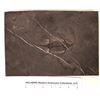 Image 1 : Keichousaurus  Fossil in Black Shale  [121711]