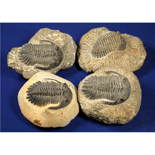 Trilobite Fossils - 4  [132877]