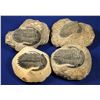 Image 1 : Trilobite Fossils - 4  [132877]