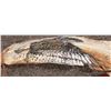 Image 2 : Two bows, arrow, feather  [131782]