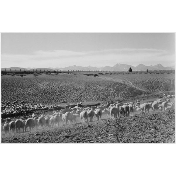 Adams - Flock in Owens Valley 2, 1941