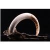 Image 15 : African Game Trophy Scrimshaw Hippo Tooth