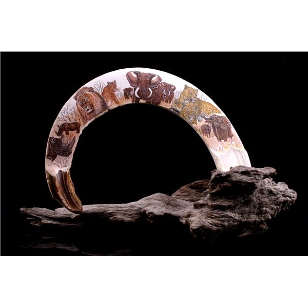 African Game Trophy Scrimshaw Hippo Tooth