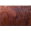 Image 7 : Red Angus Brown Cowhide Premium Pillow Set of Two