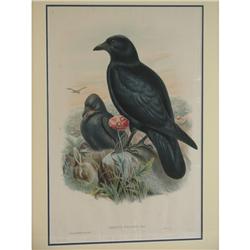 J Gould Lithograph Corvus Corone