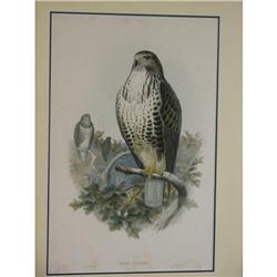 J Gould/J Wolf Lithograph Buteo Vulgaris