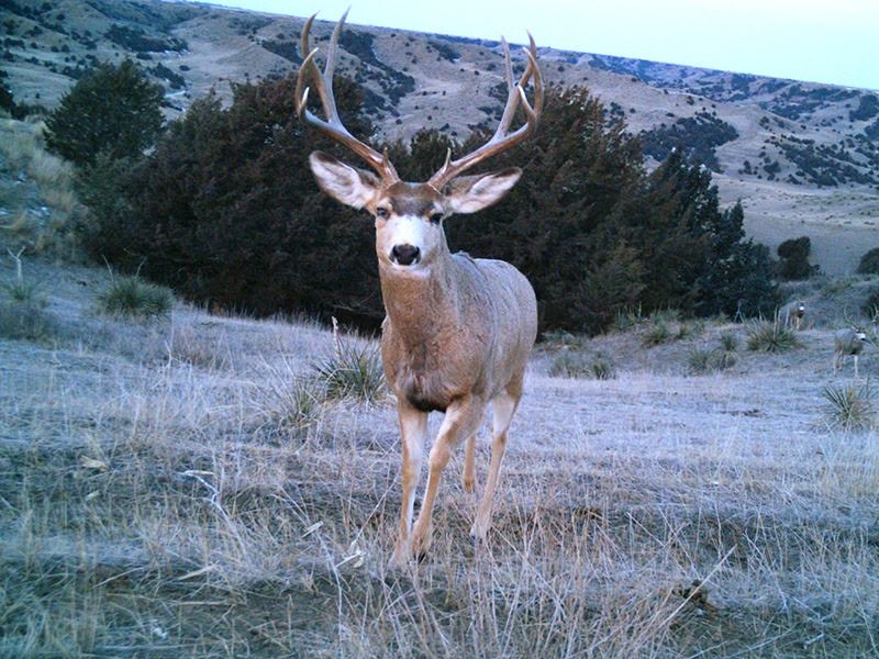 South Dakota Archery Mule Deer Hunt