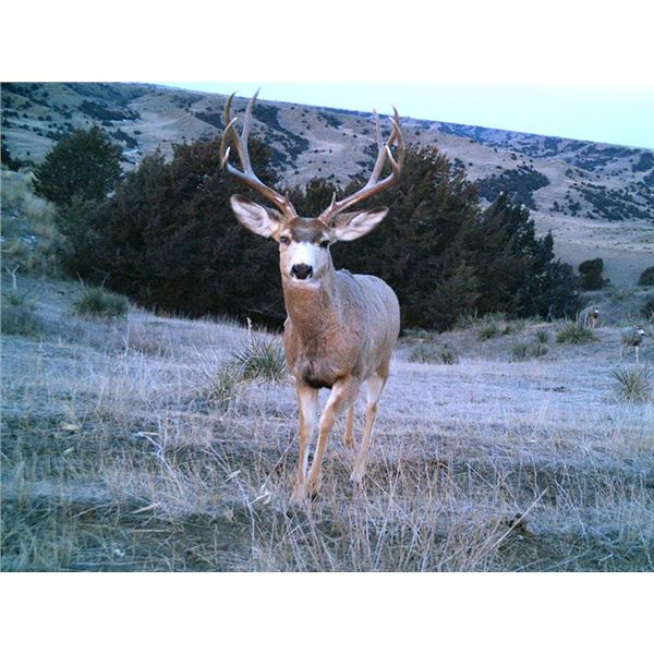 South Dakota Archery Mule Deer Hunt