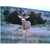 Image 1 : South Dakota Archery Mule Deer Hunt