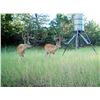 Image 2 : South Dakota Archery Mule Deer Hunt