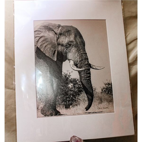 Elephant Photograph, Matted B/W
