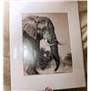 Image 1 : Elephant Photograph, Matted B/W