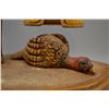 Image 8 : SOUTHWEST WOOD CARVING BY CHARLES MAPP