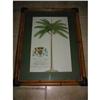 Image 1 : pr. of Royal Palm w Bamboo frame green matt! #1789939