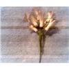 Image 1 : ONE BUNCH OF WOOD SHAVING FLOWERS #1801720