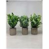 Image 1 : 3 green potted succulent plants