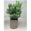 Image 3 : 3 green potted succulent plants
