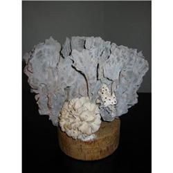 designer Grey/blue, rough coral on a cork base #1807869