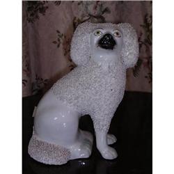 English Staffordshire Poodle #1858899