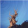 Image 2 : Robert Sheer, "Yoda Tree" Limited Edition Single Exposure Photograph, Numbered a