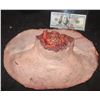 Image 2 : SEVERED HEAD STUMP FOR HALLOWEEN HAUNT AND INDY FILM USE 2