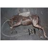 Image 1 : WOLF HORSE ROD PUPPET WITH TRIGGERS TO WORK EYES AND MOUTH