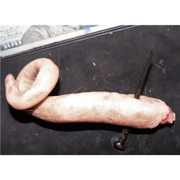 AMERICAN HORROR STORY ROANOKE SCREEN USED SEVERED PIG TAIL D