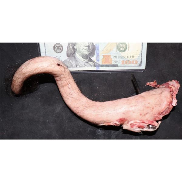 AMERICAN HORROR STORY ROANOKE SCREEN USED SEVERED PIG TAIL G