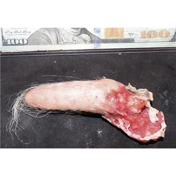 AMERICAN HORROR STORY ROANOKE SCREEN USED SEVERED PIG TAIL J