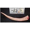 Image 1 : AMERICAN HORROR STORY ROANOKE SCREEN USED SEVERED PIG TAIL L
