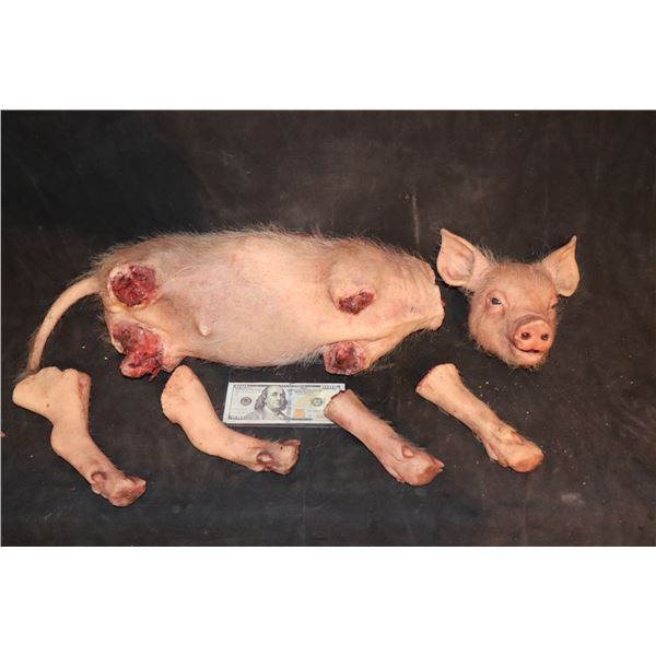 AMERICAN HORROR STORY ROANOKE SCREEN MATCHED CHOPPED UP PIG KEEPER QUALITY GORE PROP