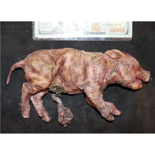 AMERICAN HORROR STORY ROANOKE SCREEN MATCHED HERO DYING PIGLET