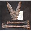 Image 2 : AMERICAN HORROR STORY ROANOKE CANNIBAL ROASTED AND EATEN HUMAN BONES LOT