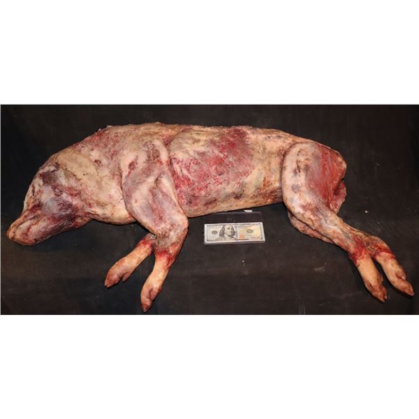 AMERICAN HORROR STORY ROANOKE DEAD SKINNED SILICONE PIG
