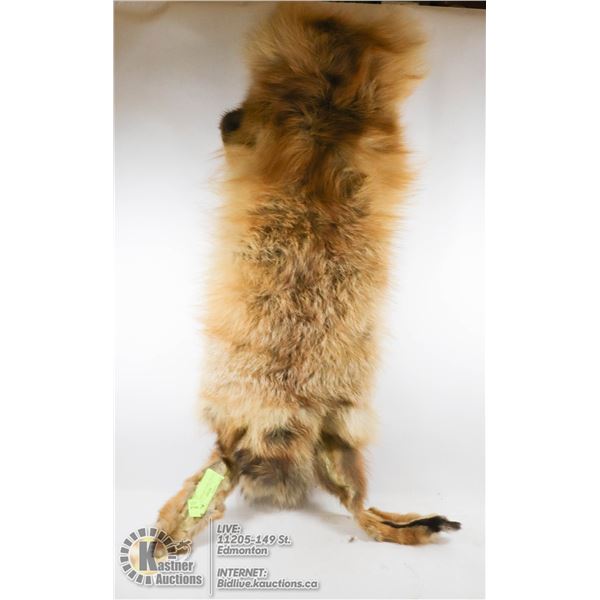 FOX PELT CIRCA 1950-GREAT SHAPE