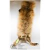 Image 1 : FOX PELT CIRCA 1950-GREAT SHAPE