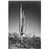 Image 1 : Adams - Cactus in Saguaro National Monument in Arizona