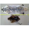Image 1 : 2 Fur Pelts