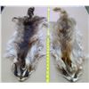 Image 2 : 2 Fur Pelts