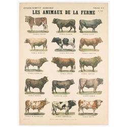 Les Animaux de la Ferme-Les Taureaux #1810598