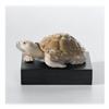 Image 1 : Lladro - Tortoise #1834777