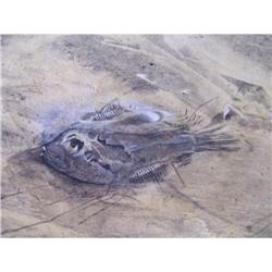 Ocean Side with a fish washed up on it #1846068