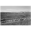 Image 1 : Adams - Flock in Owens Valley 2, 1941