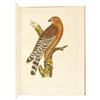 Image 2 : Hand-Colored Ornithology Lithographs