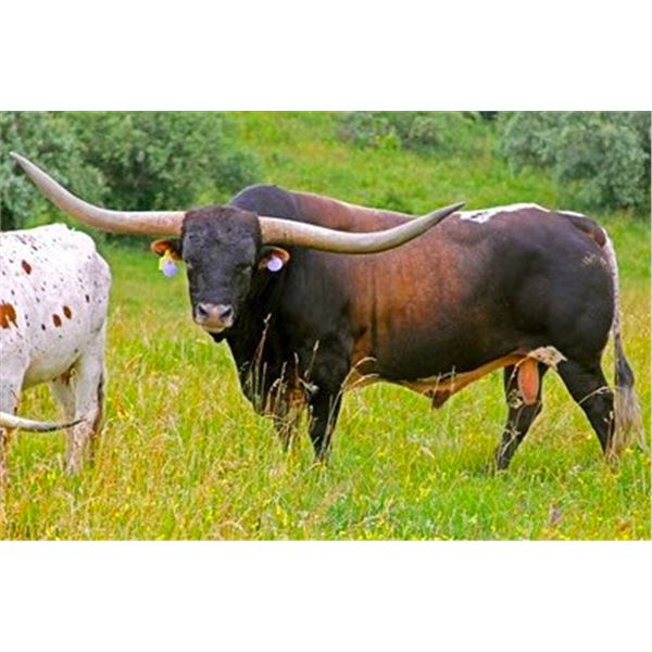 TOP CALIBER & RODEO MAX SEMEN