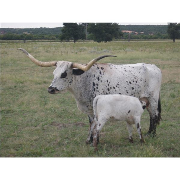 WI WARPAINT GYPSY SLAM