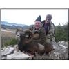 Image 1 : Croatia – Hunt in Europe – Amazing Six-Day Free Range Hunt for Balkan Chamois or Muflon Sheep