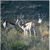 Image 1 : South Africa - African Field Sports – Springbuck Grand Slam Plus