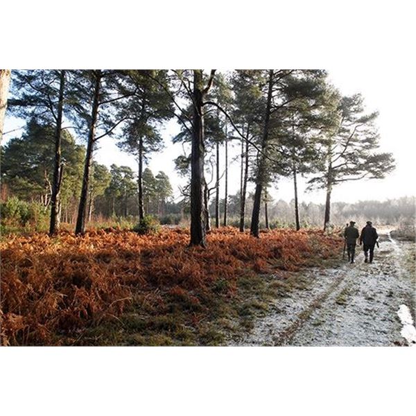 Wonderful Opportunity In the Beautiful French Countryside For Roe Deer