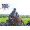 Image 1 : Scotland – Exclusive Spring Roe Deer Hunt In Scotland – International Adventures Unlimited